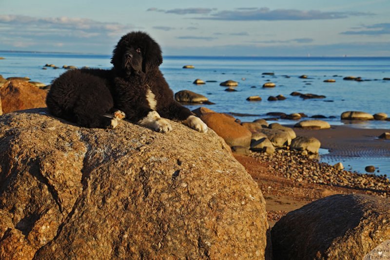 Фото: ньюфаундленд Питерньюф Омниа Винсет Амор (Piternyuf Omnia Vincet Amor)