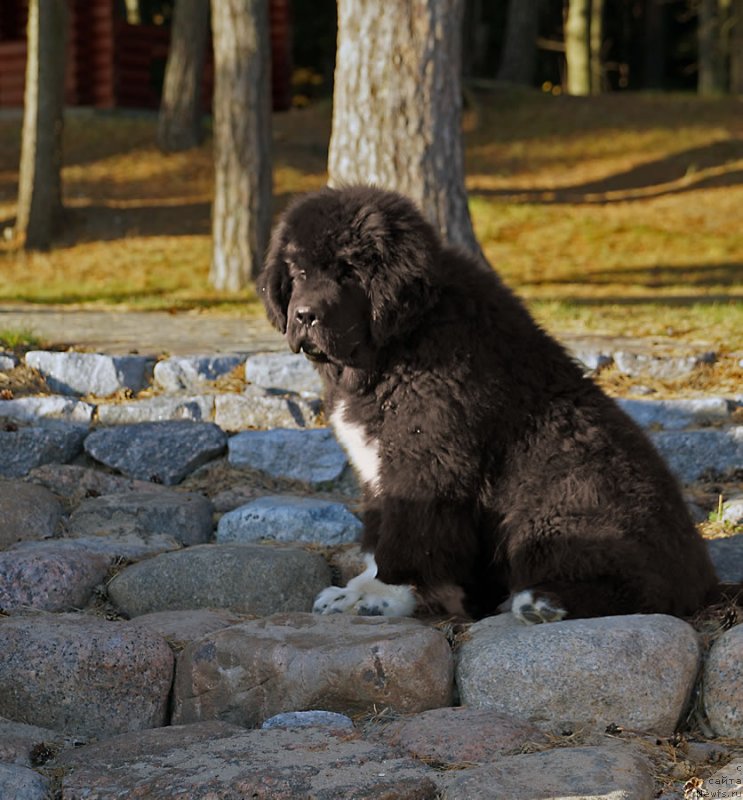 Фото: ньюфаундленд Питерньюф Омниа Винсет Амор (Piternyuf Omnia Vincet Amor)