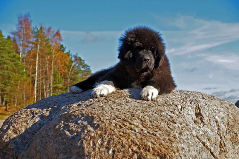 Фото: ньюфаундленд Питерньюф Омниа Винсет Амор (Piternyuf Omnia Vincet Amor)