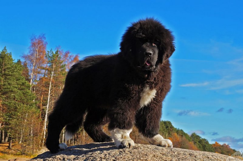 Фото: ньюфаундленд Питерньюф Омниа Винсет Амор (Piternyuf Omnia Vincet Amor)