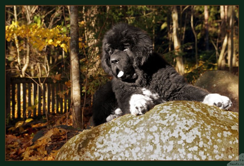 Фото: ньюфаундленд Питерньюф Омниа Винсет Амор (Piternyuf Omnia Vincet Amor)