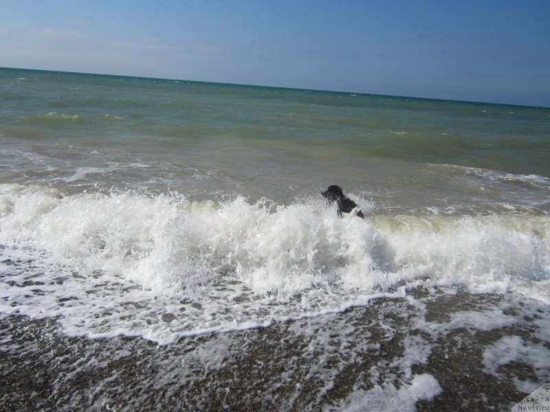 Фото: ньюфаундленд Игерма из Академии Шоколада (Igerma iz Akademii Shokolada)