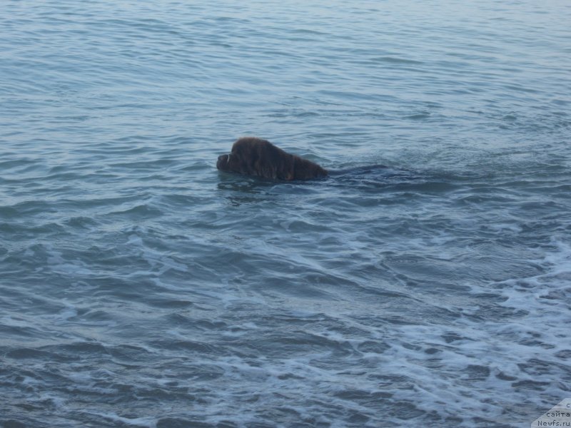 Фото: ньюфаундленд Игерма из Академии Шоколада (Igerma iz Akademii Shokolada)