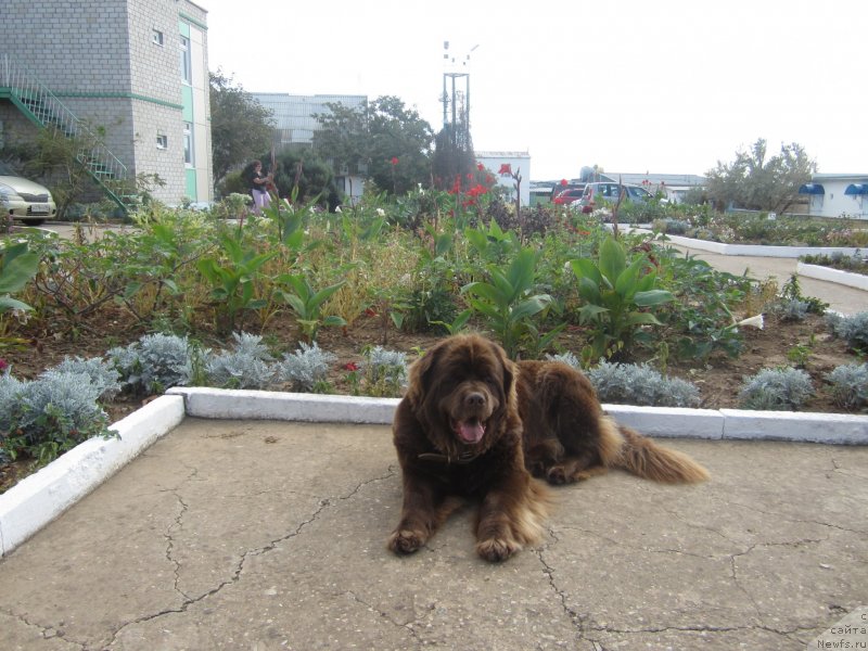 Фото: ньюфаундленд Игерма из Академии Шоколада (Igerma iz Akademii Shokolada)