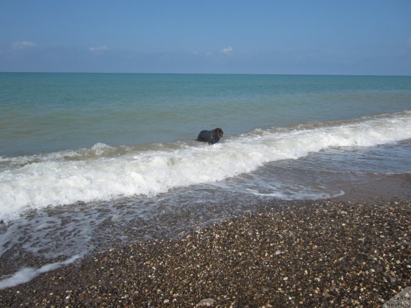Фото: ньюфаундленд Игерма из Академии Шоколада (Igerma iz Akademii Shokolada)