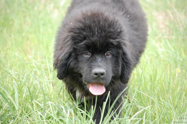 Фото: ньюфаундленд Питерньюф Жизненная Необходимость
