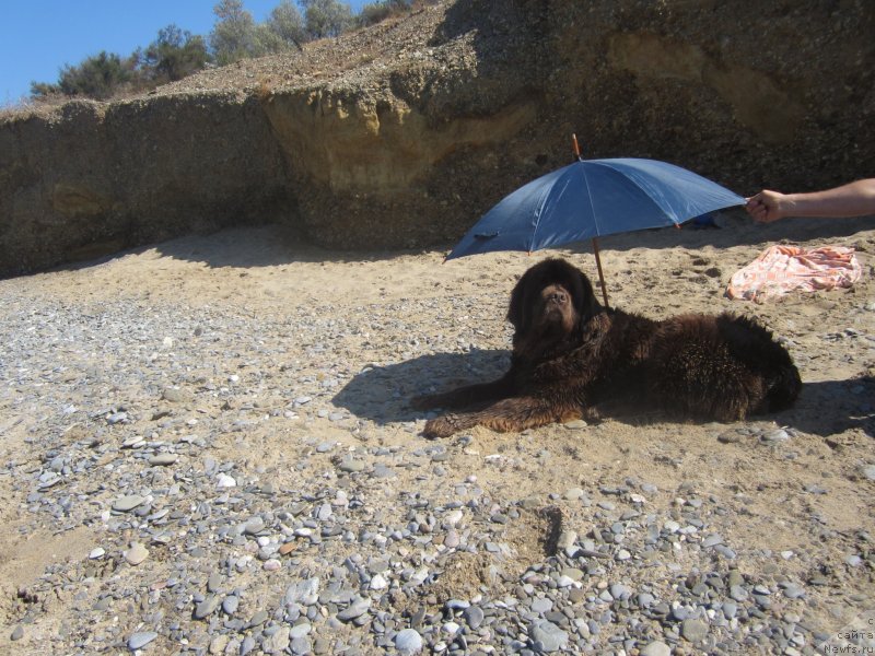 Фото: ньюфаундленд Игерма из Академии Шоколада (Igerma iz Akademii Shokolada)