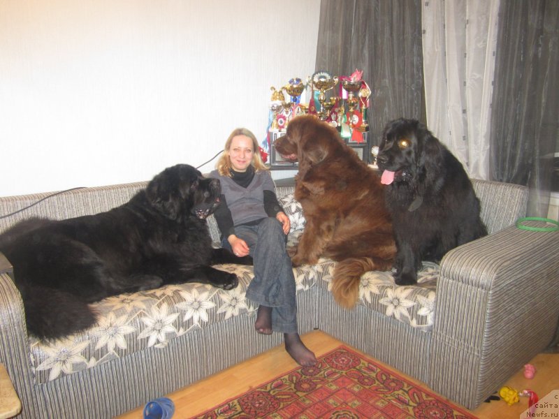 Фото: ньюфаундленд Игерма из Академии Шоколада (Igerma iz Akademii Shokolada)