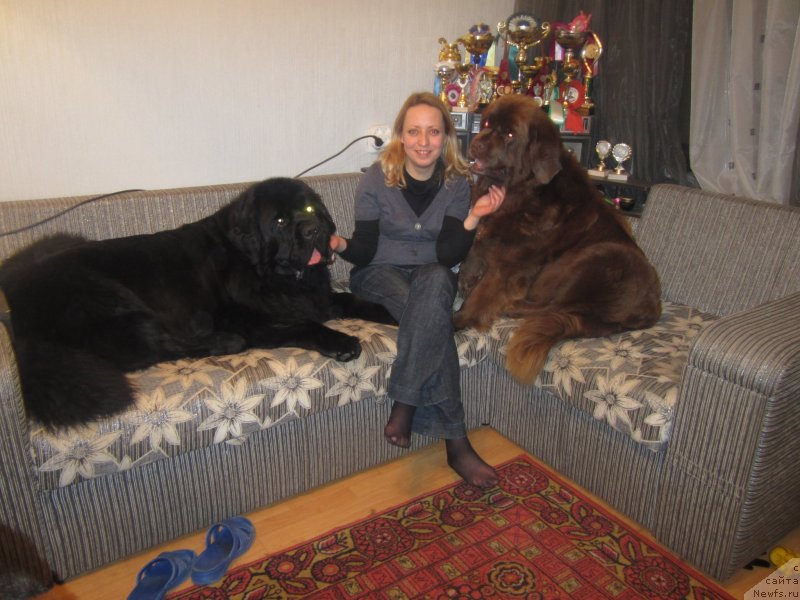 Фото: ньюфаундленд Игерма из Академии Шоколада (Igerma iz Akademii Shokolada)