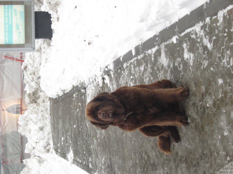 Фото: ньюфаундленд Игерма из Академии Шоколада (Igerma iz Akademii Shokolada)