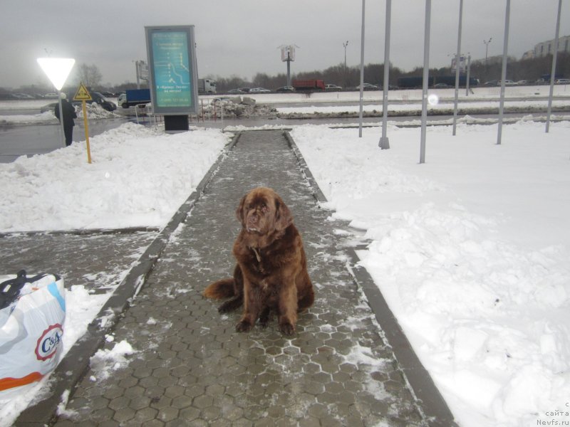 Фото: ньюфаундленд Игерма из Академии Шоколада (Igerma iz Akademii Shokolada)
