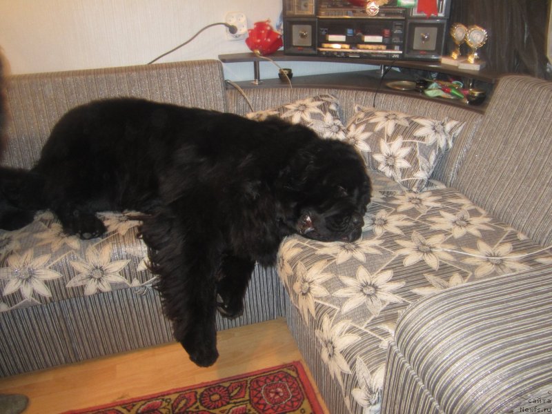 Фото: ньюфаундленд Игерма из Академии Шоколада (Igerma iz Akademii Shokolada)