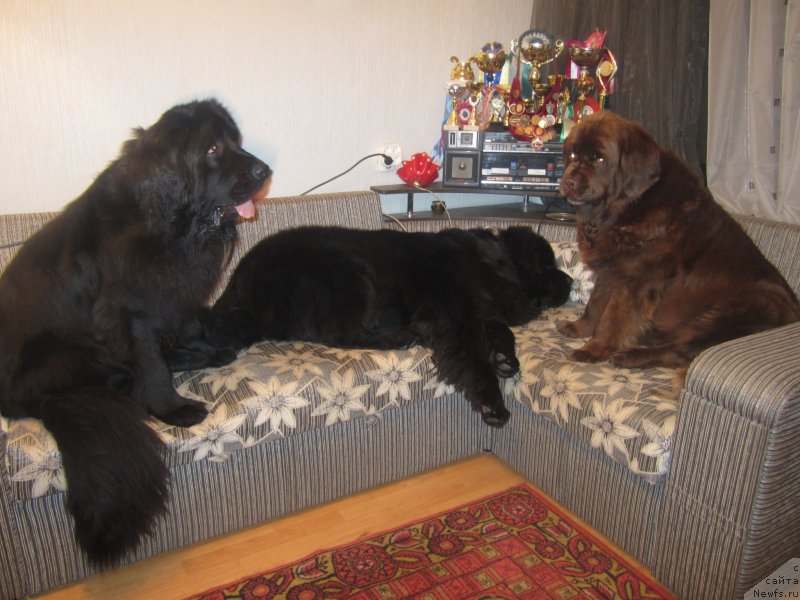 Фото: ньюфаундленд Игерма из Академии Шоколада (Igerma iz Akademii Shokolada), ньюфаундленд Игерма из Академии Шоколада (Igerma iz Akademii Shokolada)