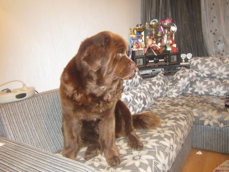 Фото: ньюфаундленд Игерма из Академии Шоколада (Igerma iz Akademii Shokolada), ньюфаундленд Игерма из Академии Шоколада (Igerma iz Akademii Shokolada)