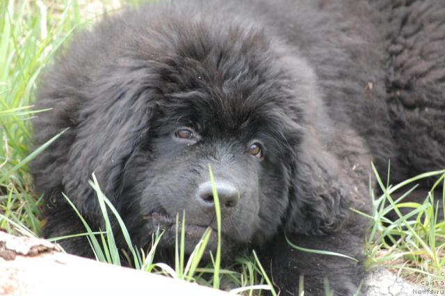 Фото: ньюфаундленд Питерньюф Жизненная Необходимость