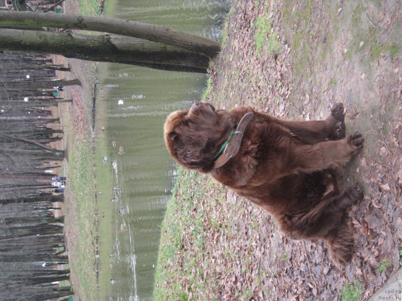 Фото: ньюфаундленд Игерма из Академии Шоколада (Igerma iz Akademii Shokolada)