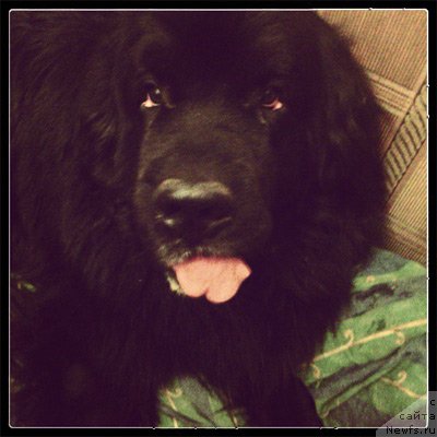 Фото: Гастон де Фуа