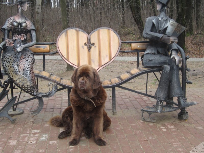 Фото: ньюфаундленд Игерма из Академии Шоколада (Igerma iz Akademii Shokolada)