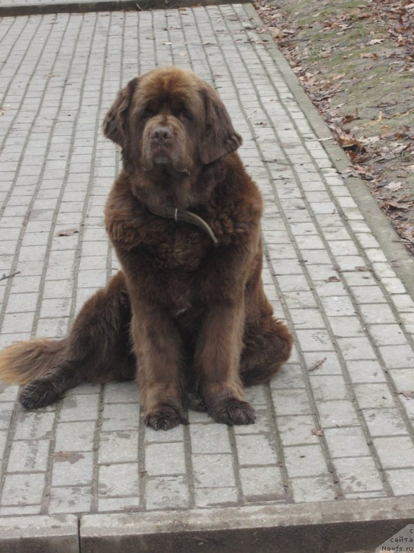 Фото: ньюфаундленд Игерма из Академии Шоколада (Igerma iz Akademii Shokolada)