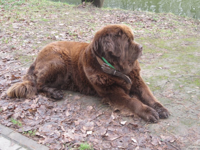 Фото: ньюфаундленд Игерма из Академии Шоколада (Igerma iz Akademii Shokolada)