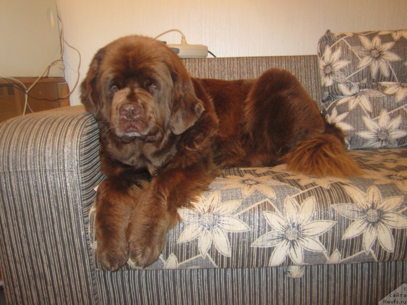 Фото: ньюфаундленд Игерма из Академии Шоколада (Igerma iz Akademii Shokolada)