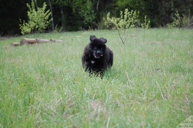 Фото: ньюфаундленд Питерньюф Жизненная Необходимость