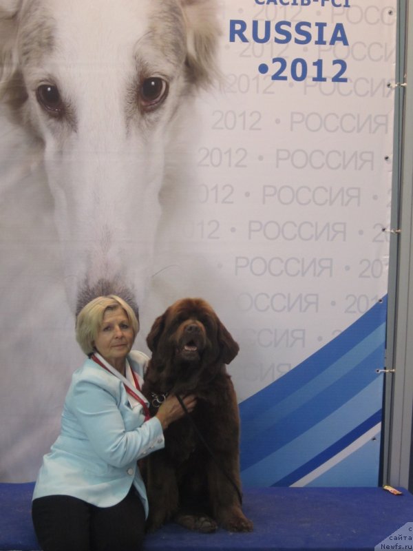 Фото: ньюфаундленд Игерма из Академии Шоколада (Igerma iz Akademii Shokolada)