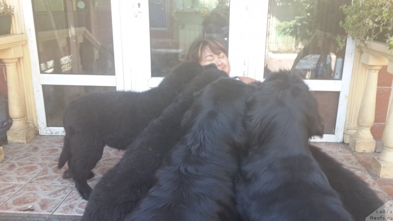 Фото: ньюфаундленд Кипер Соул Есаул (Keeper Soul Esaul), [d8335] и детки