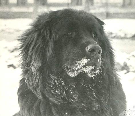 Фото: ньюфаундленд Франклин Гранд Зор