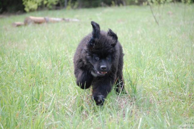 Фото: ньюфаундленд Питерньюф Жизненная Необходимость
