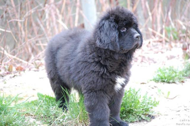 Фото: ньюфаундленд Питерньюф Жизненная Необходимость