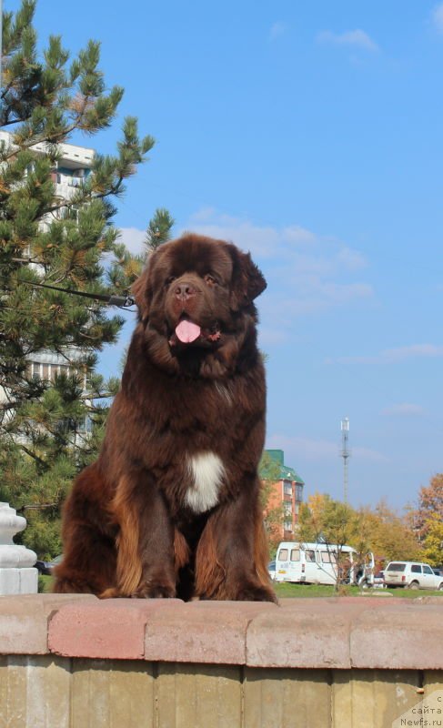 Фото: ньюфаундленд Акватория Келвин Райз Афтэ Ми (Aquatoriya Kelvin Rise After Me)