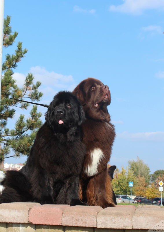 Фото: ньюфаундленд Акватория Келвин Райз Афтэ Ми (Aquatoriya Kelvin Rise After Me), ньюфаундленд King of Helluland Just Love