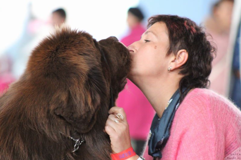 Фото: ньюфаундленд Акватория Келвин Редс Бегин энд Вин (Aquatoriya Kelvin Reds Begin and Win), Елена Медведева