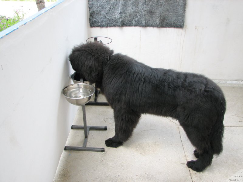 Фото: ньюфаундленд Бегущая по Волнам Есперанто Етуло Чуи