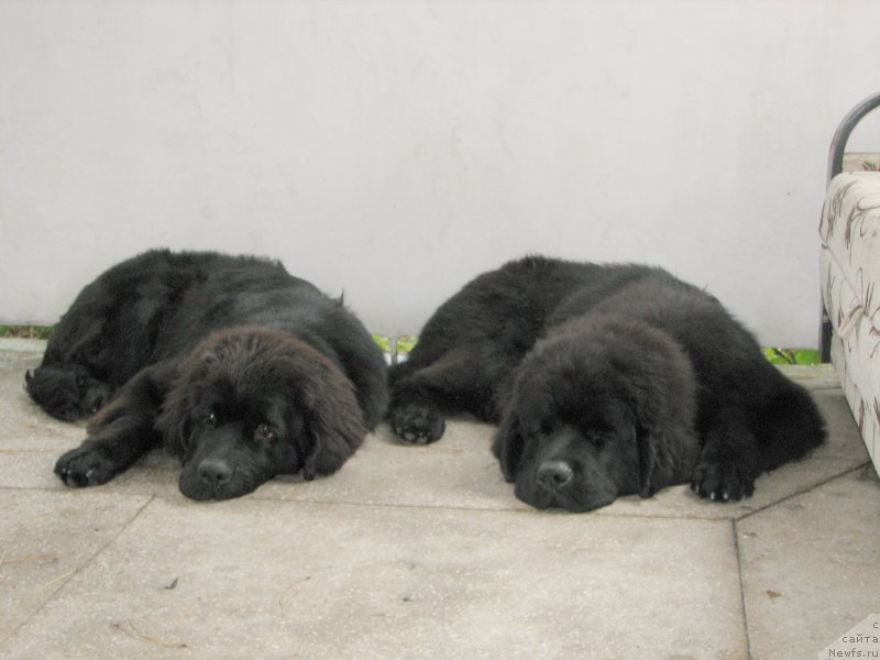 Фотография № 136979