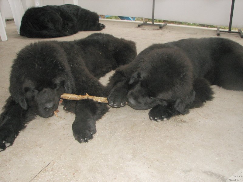 Фотография № 136981