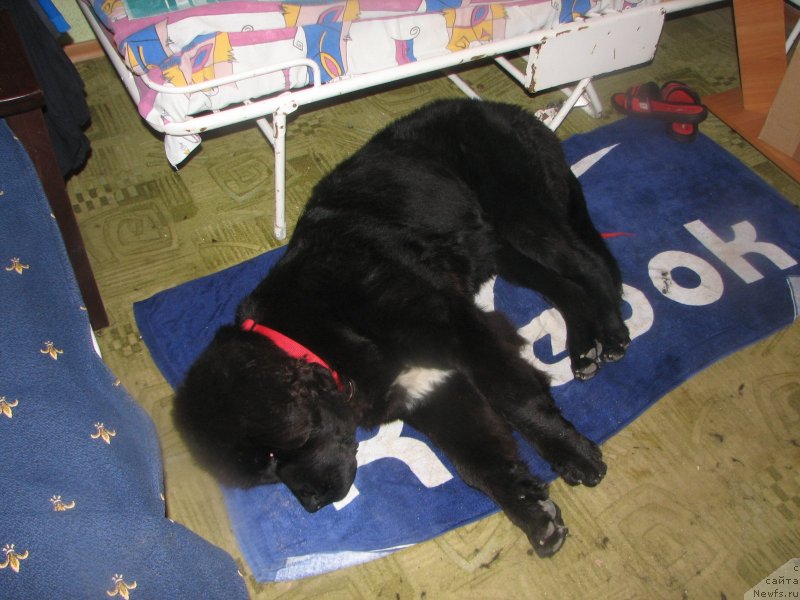 Фотография № 136993