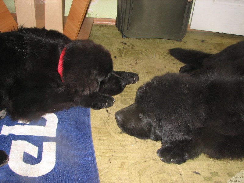 Фотография № 136995