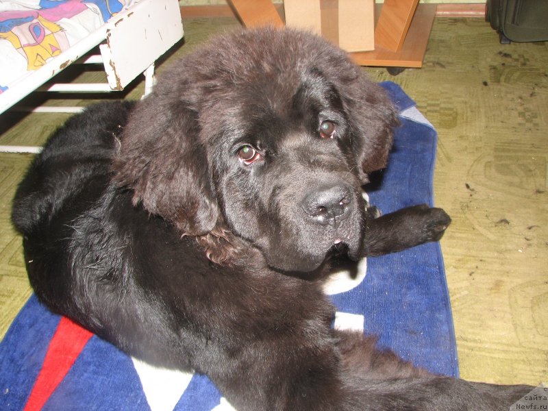 Фотография № 136997