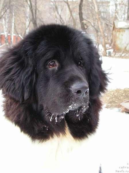 Фото: ньюфаундленд Fiamettahauz Vinland Princess (Фиаметтахауз Винланд Принцесс)