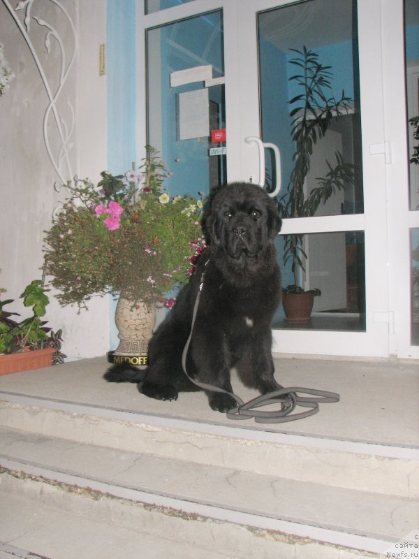 Фотография № 137002