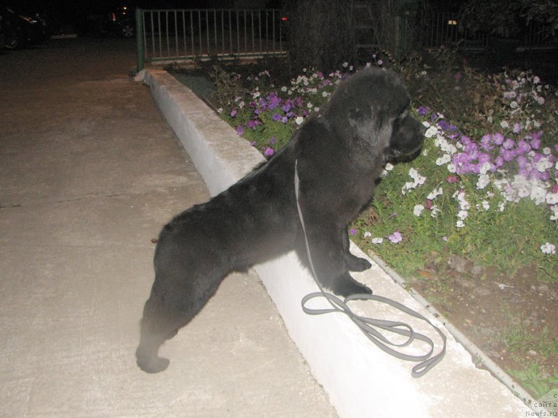 Фотография № 137005