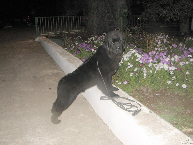 Фотография № 137006