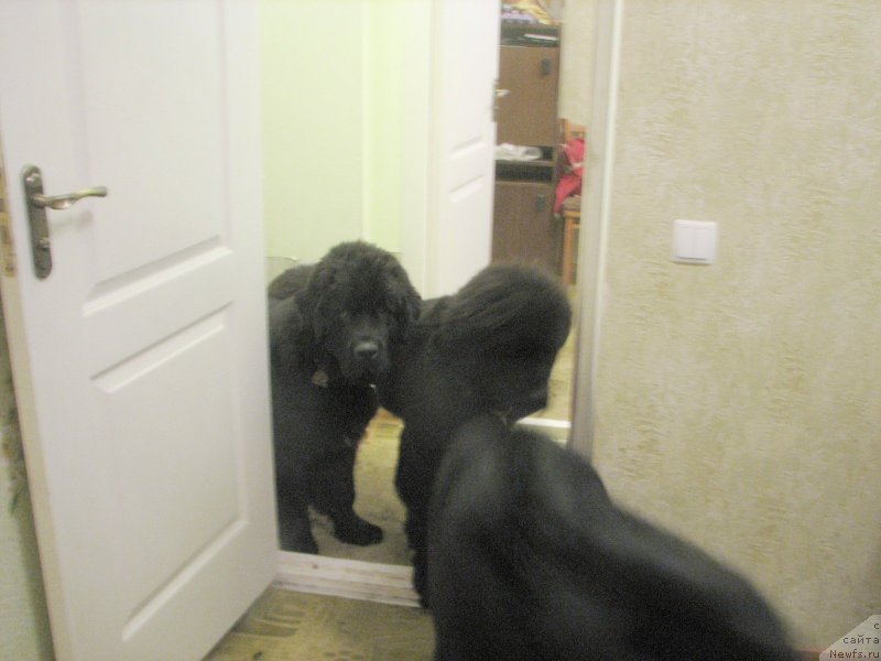 Фото: ньюфаундленд Бегущая по Волнам Есперанто Етуло Чуи, ньюфаундленд Бегущая по Волнам Елвис, ньюфаундленд Бегущая по Волнам Елегант Елизабетх