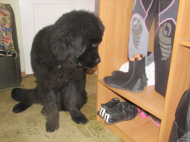 Фотография № 137009