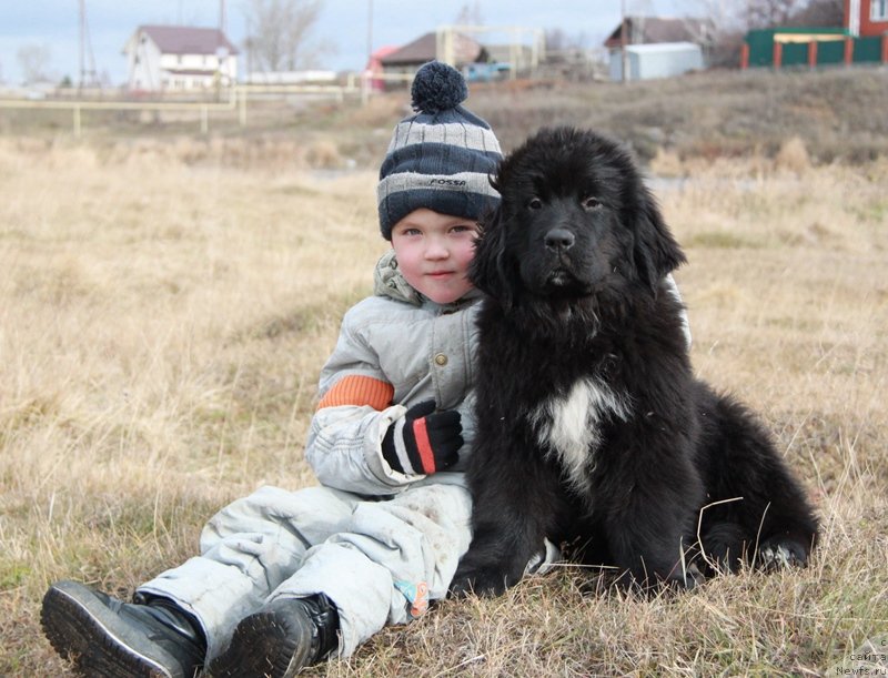 Фото: ньюфаундленд Аквиан Сонг Лаватера (Akvian Song Lavatera), и Дима.