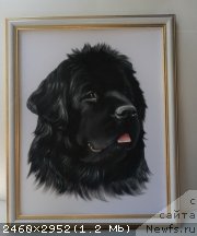 Фото: ньюфаундленд Сент Джонс Тендер Кисс оф Элли (Sent Djons Tender Kiss of Elly)