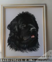 Фото: ньюфаундленд Сент Джонс Тендер Кисс оф Элли (Sent Djons Tender Kiss of Elly)