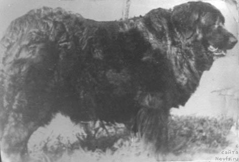 Фото: ньюфаундленд Тисс Багри